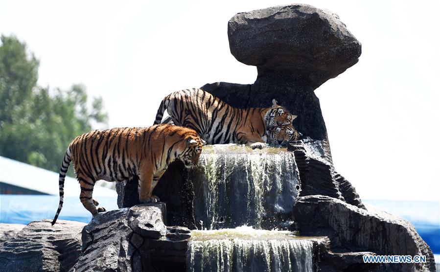 CHINA-HARBIN-SIBERIAN TIGER-SUMMER (CN)