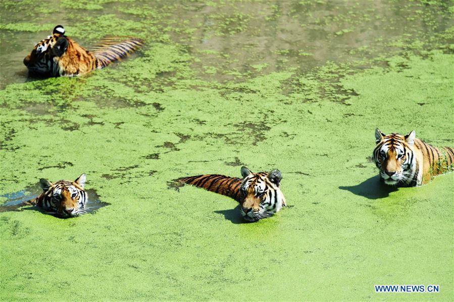 CHINA-HARBIN-SIBERIAN TIGER-SUMMER (CN)