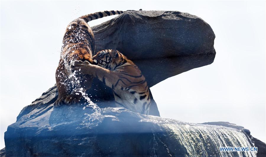 CHINA-HARBIN-SIBERIAN TIGER-SUMMER (CN)