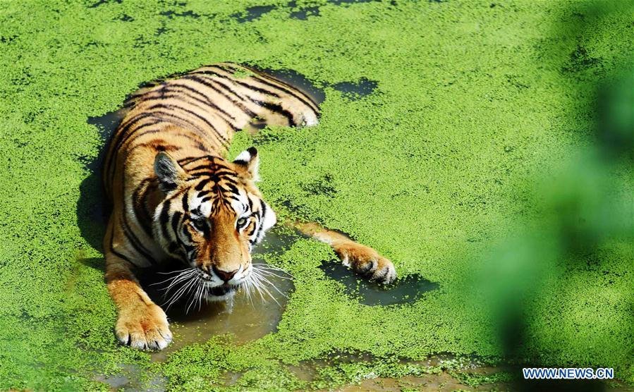CHINA-HARBIN-SIBERIAN TIGER-SUMMER (CN)