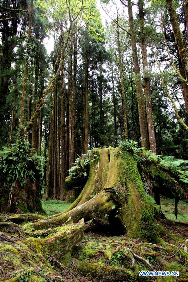 CHINA-TAIWAN-JIAYI-ALI MOUNTAIN (CN)