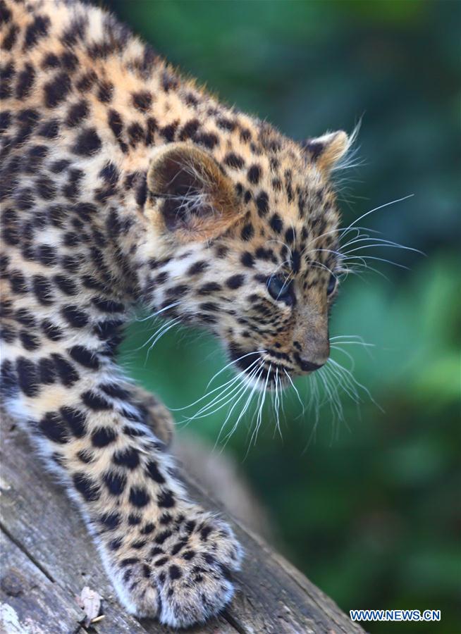 BELGIUM-IEPER-AMUR LEOPARD CUBS