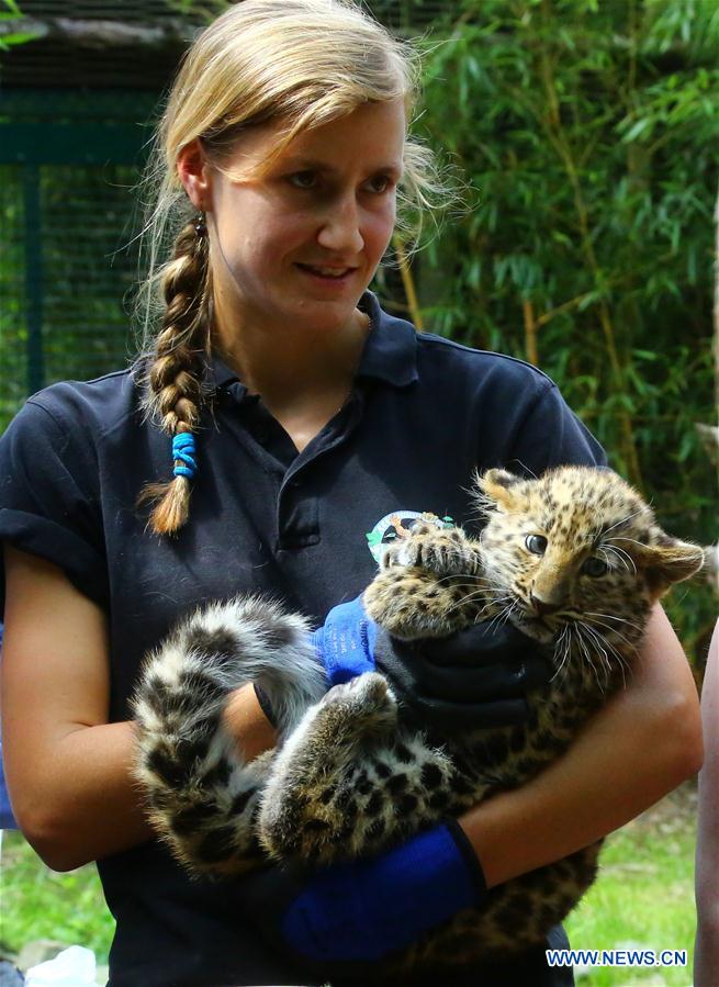 BELGIUM-IEPER-AMUR LEOPARD CUBS