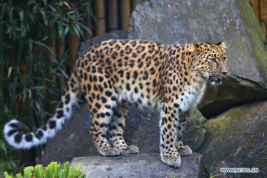 BELGIUM-IEPER-AMUR LEOPARD CUBS