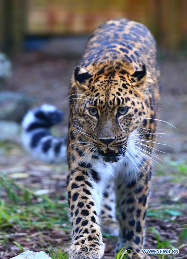 BELGIUM-IEPER-AMUR LEOPARD CUBS