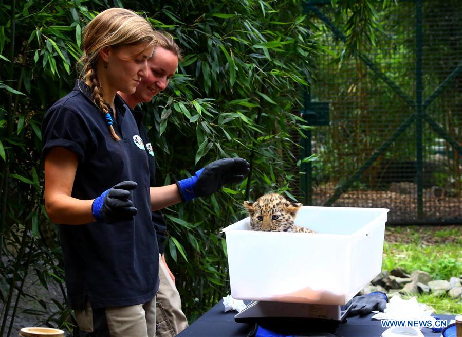 BELGIUM-IEPER-AMUR LEOPARD CUBS