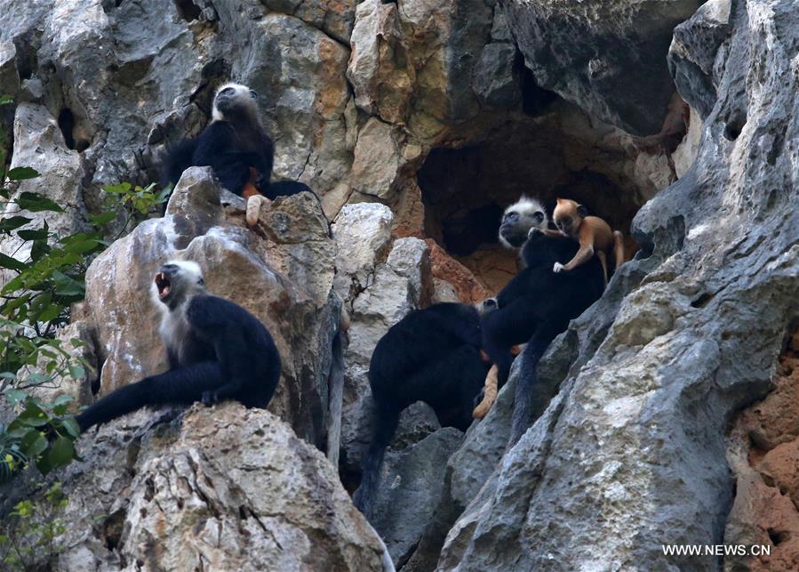Six baby white-headed langurs were born here since March of this year.