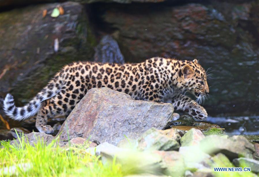 BELGIUM-IEPER-AMUR LEOPARD CUBS