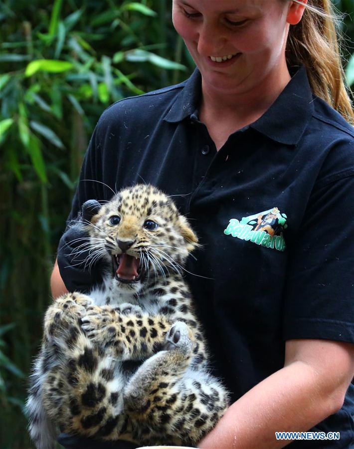 BELGIUM-IEPER-AMUR LEOPARD CUBS