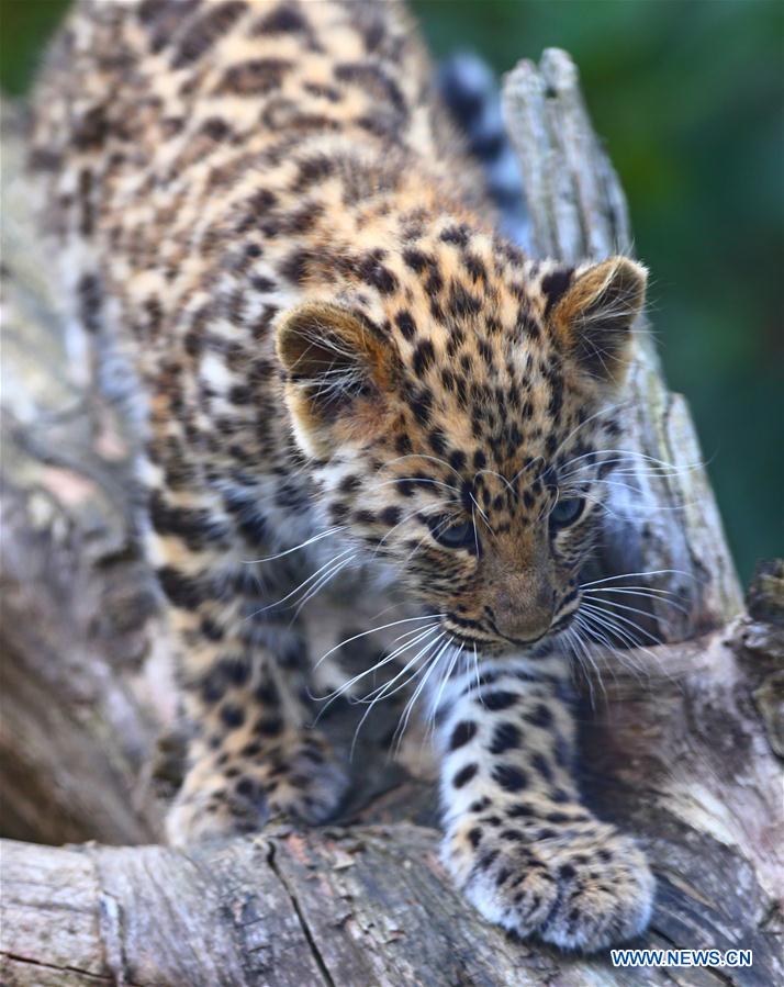 BELGIUM-IEPER-AMUR LEOPARD CUBS