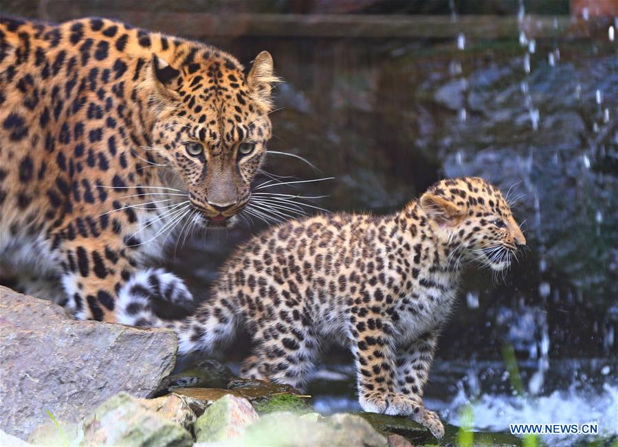 BELGIUM-IEPER-AMUR LEOPARD CUBS