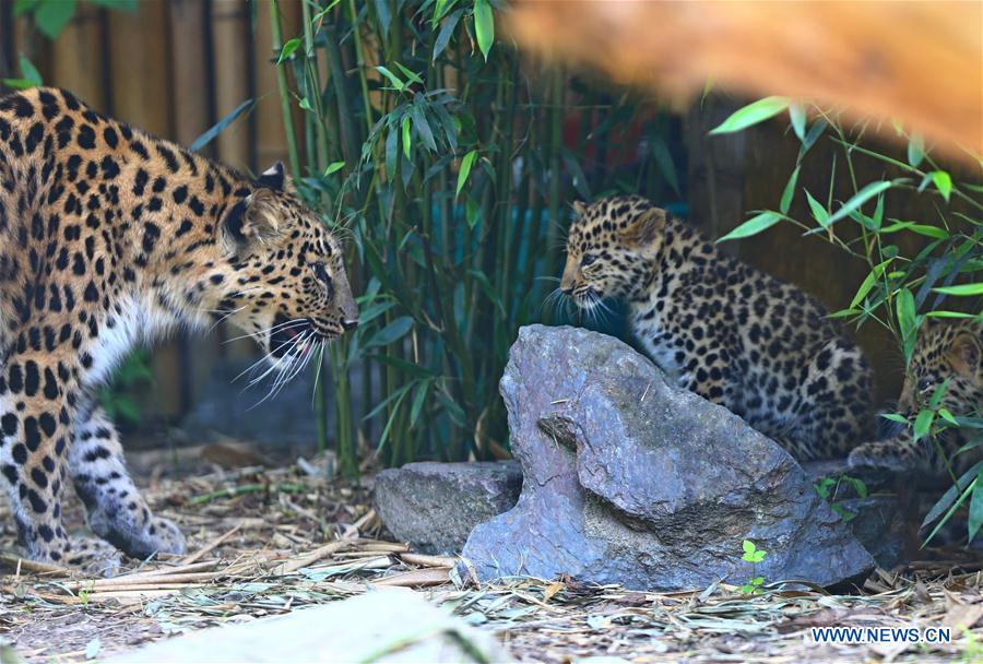 BELGIUM-IEPER-AMUR LEOPARD CUBS