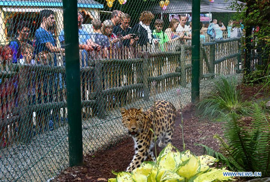 BELGIUM-IEPER-AMUR LEOPARD CUBS