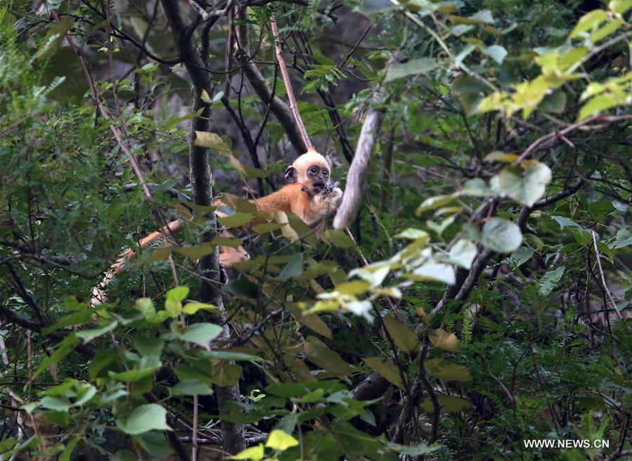 Six baby white-headed langurs were born here since March of this year.