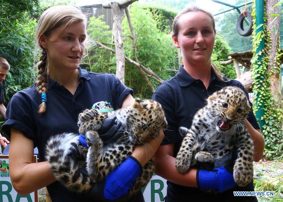 BELGIUM-IEPER-AMUR LEOPARD CUBS