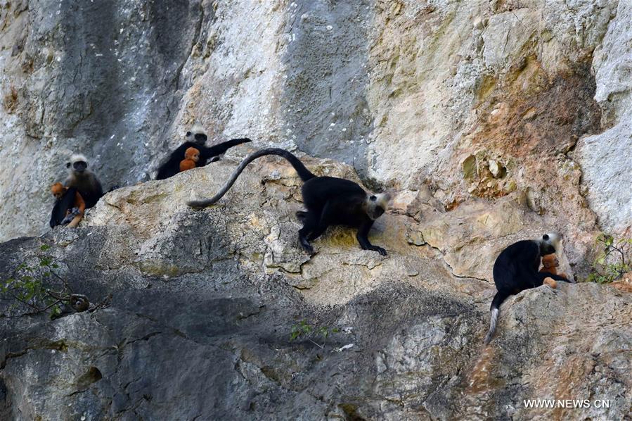 Six baby white-headed langurs were born here since March of this year.