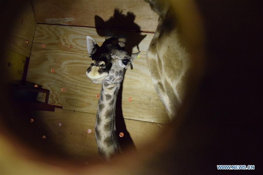 CHINA-HENAN-ZHENGZHOU-CAPE GIRAFFE (CN)