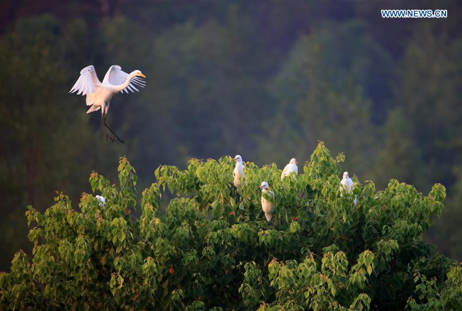 #CHINA-ANHUI-HUANGSHAN-EGRETS(CN)