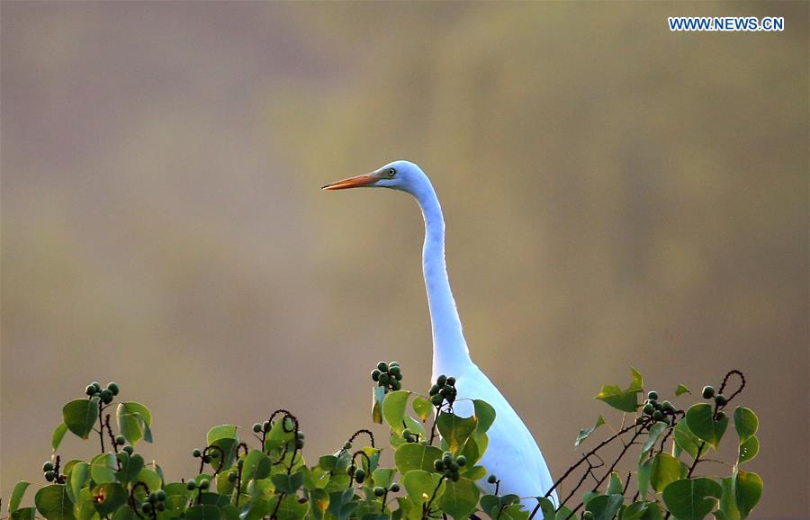 #CHINA-ANHUI-HUANGSHAN-EGRETS(CN)