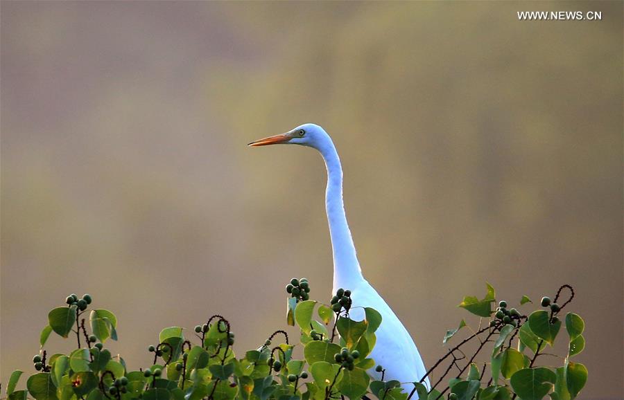 WEEKLY CHOICES OF XINHUA PHOTO