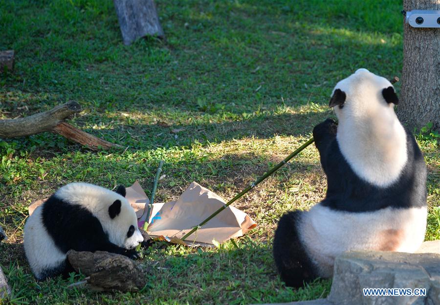 US-WASHINGTON D.C.-PANDA-BIRTHDAY CELEBRATION