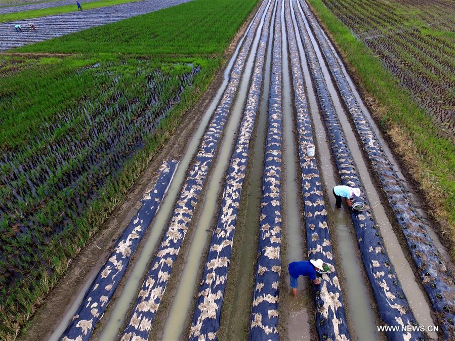 Farmers are busy with sowing vegetable in Baise of Guangxi after 'Liqiu', the first day of autumn on Chinese lunar calendar.