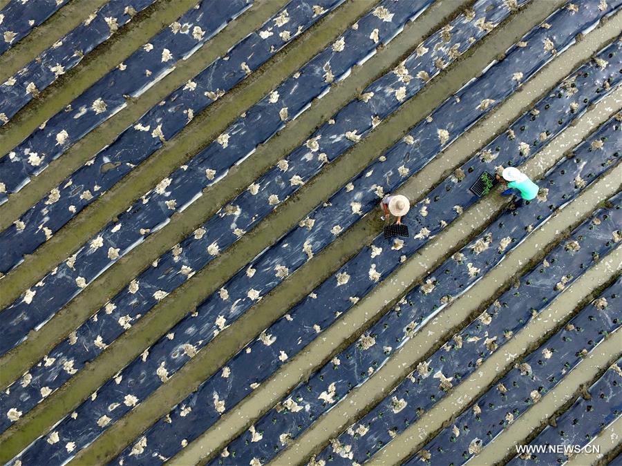 Farmers are busy with sowing vegetable in Baise of Guangxi after 'Liqiu', the first day of autumn on Chinese lunar calendar.