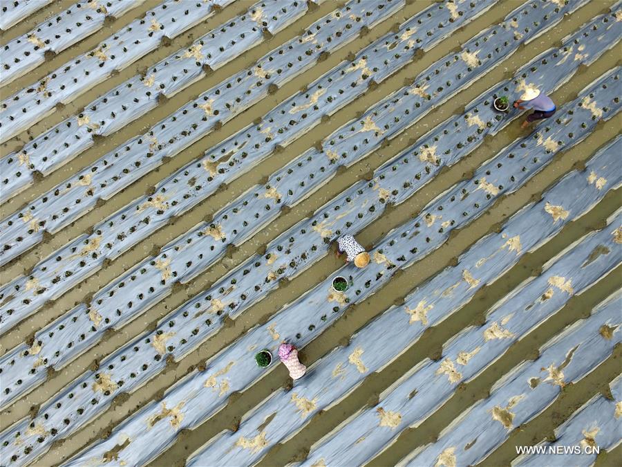 Farmers are busy with sowing vegetable in Baise of Guangxi after 'Liqiu', the first day of autumn on Chinese lunar calendar.