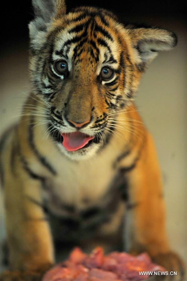 CHINA-NANCHANG-SOUTH CHINA TIGER-TWIN CUBS(CN)
