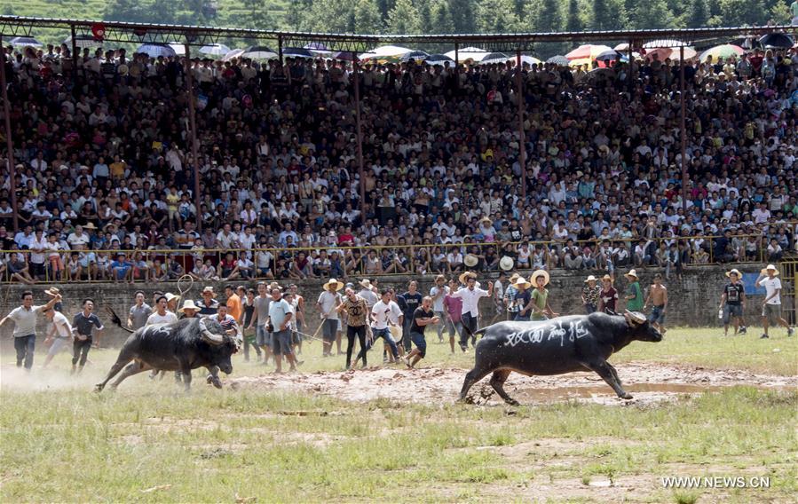 Sixty bulls from Guizhou and Guangxi took part in a bullfighting here on Sunday. 