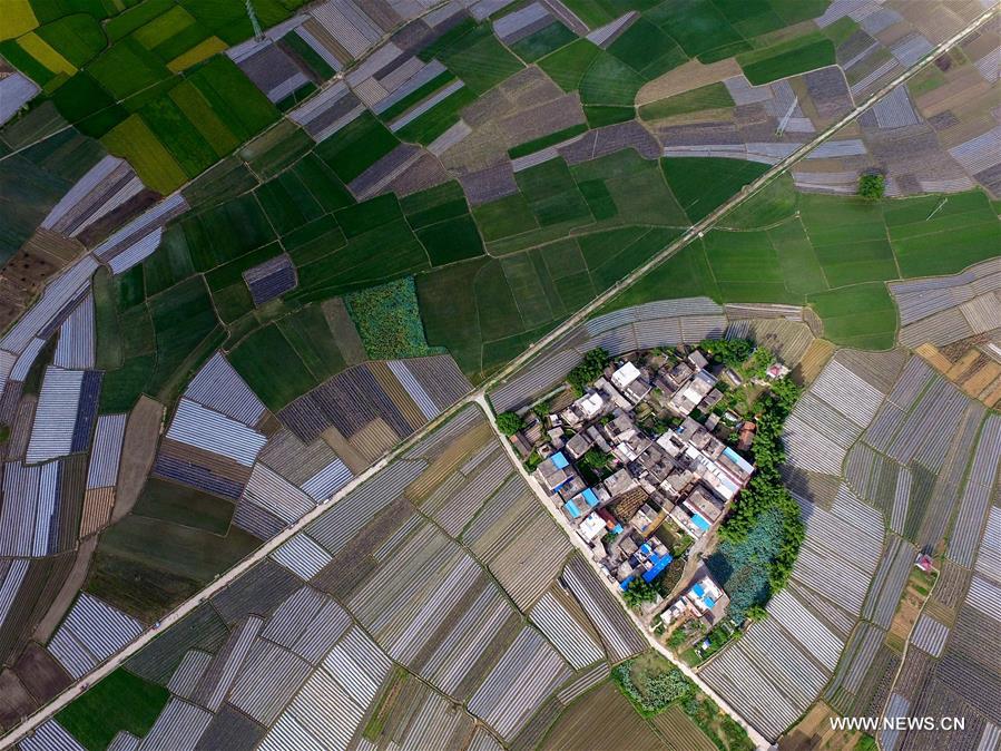 Farmers are busy with sowing vegetable in Baise of Guangxi after 'Liqiu', the first day of autumn on Chinese lunar calendar.