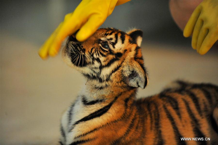 CHINA-NANCHANG-SOUTH CHINA TIGER-TWIN CUBS(CN)