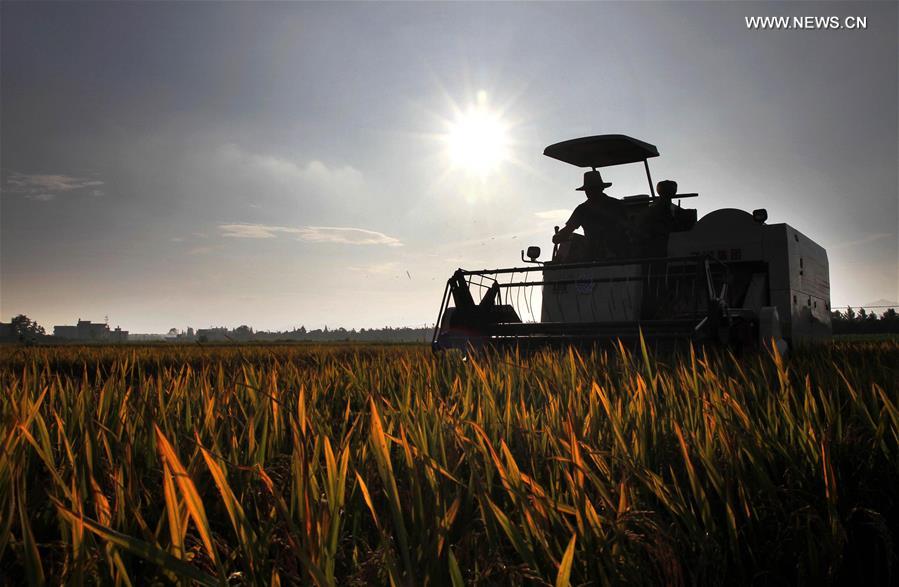 #CHINA-VILLAGES-FARM WORK (CN)