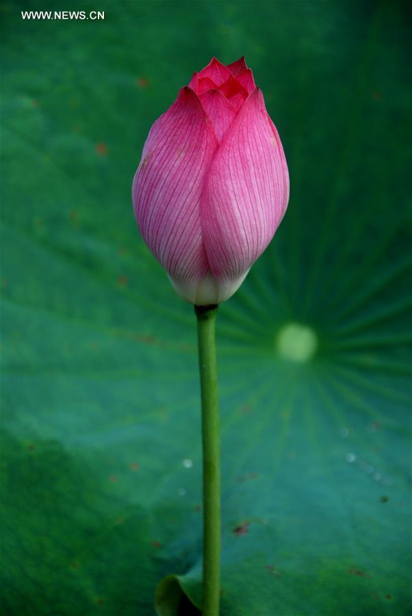 #CHINA-GUANGXI-HEZHOU-LOTUS (CN)