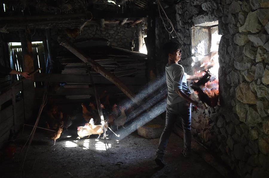 CHINA-GUANGXI-DAHUA-CHICKEN INDUSTRY-POVERTY ALLEVIATION(CN)