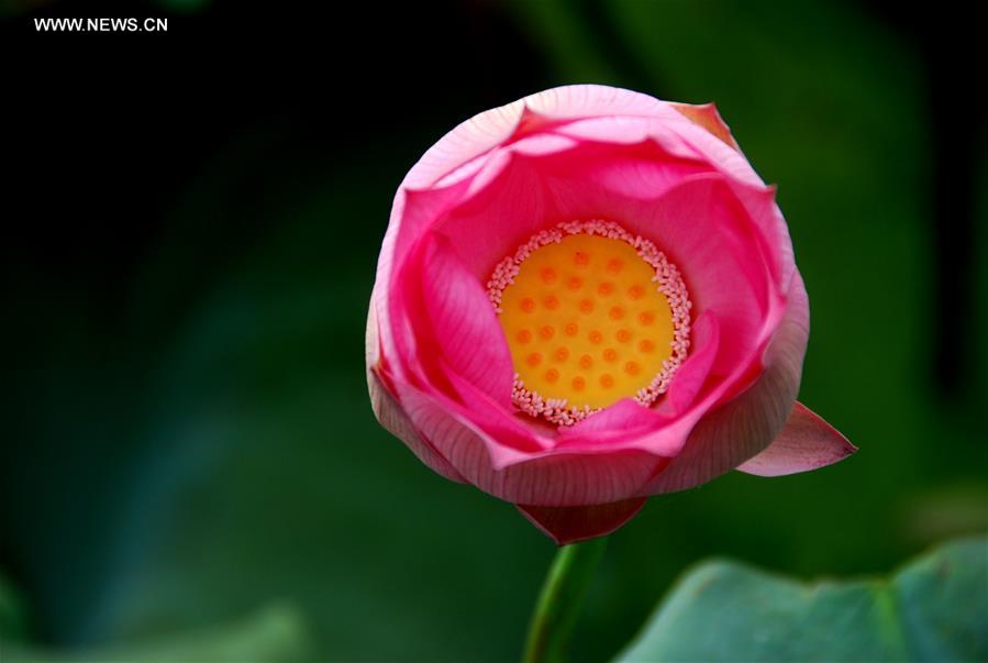 #CHINA-GUANGXI-HEZHOU-LOTUS (CN)