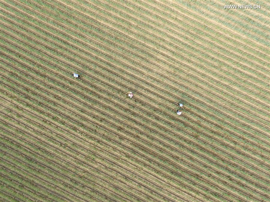 #CHINA-VILLAGES-FARM WORK (CN)