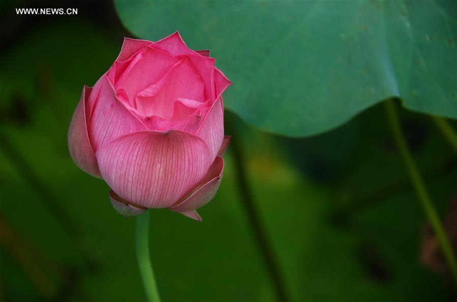 #CHINA-GUANGXI-HEZHOU-LOTUS (CN)