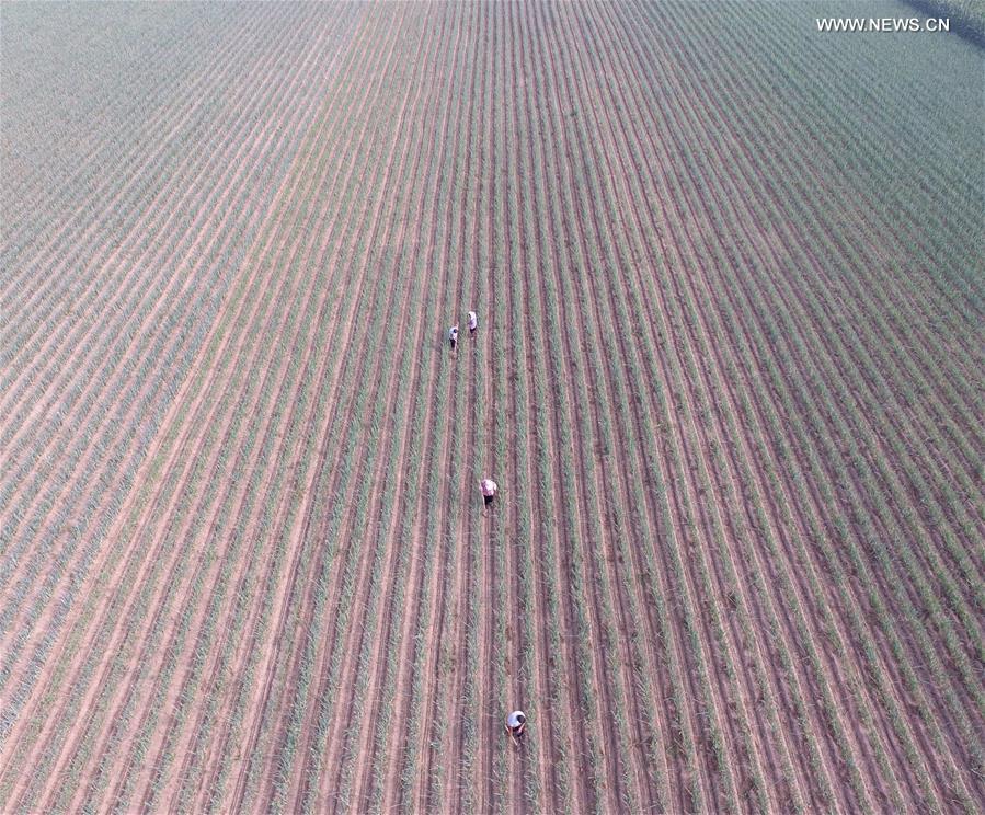 #CHINA-VILLAGES-FARM WORK (CN)