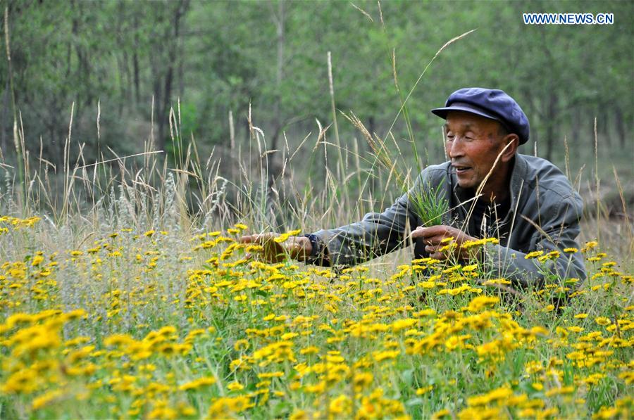 CHINA-GANSU-OLD MEN-TREE PLANTING (CN) 