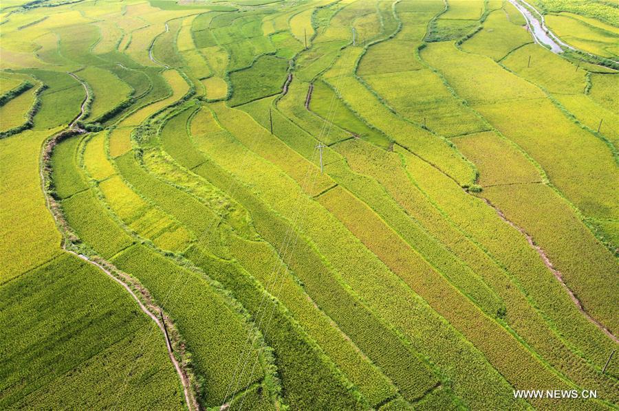 #CHINA-HUNAN-XIANGXI-PADDY FIELDS(CN)