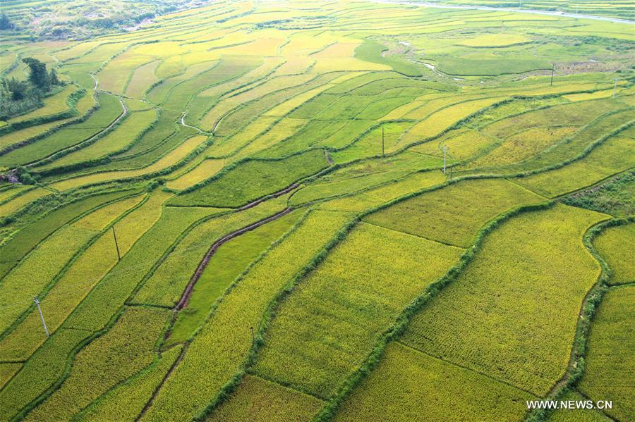 #CHINA-HUNAN-XIANGXI-PADDY FIELDS(CN)