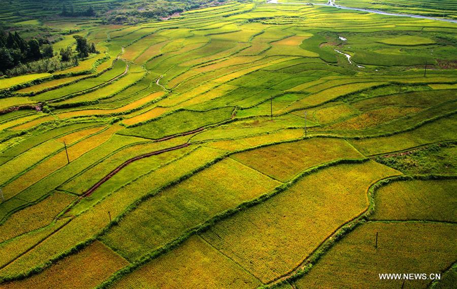 #CHINA-HUNAN-XIANGXI-PADDY FIELDS(CN)