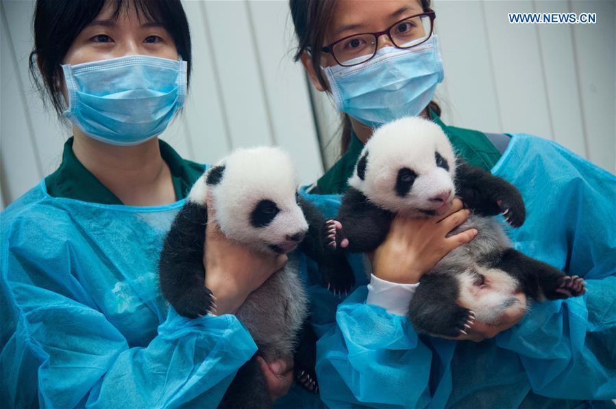 CHINA-MACAO-GIANT PANDA-TWIN CUBS (CN) 