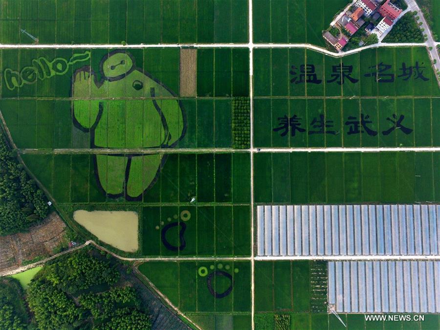 Aerial photo taken on Aug. 24, 2016 shows creative paddy fields formed with colourful paddies in Taozhai Village of Wuyi County, east China's Zhejiang Province.