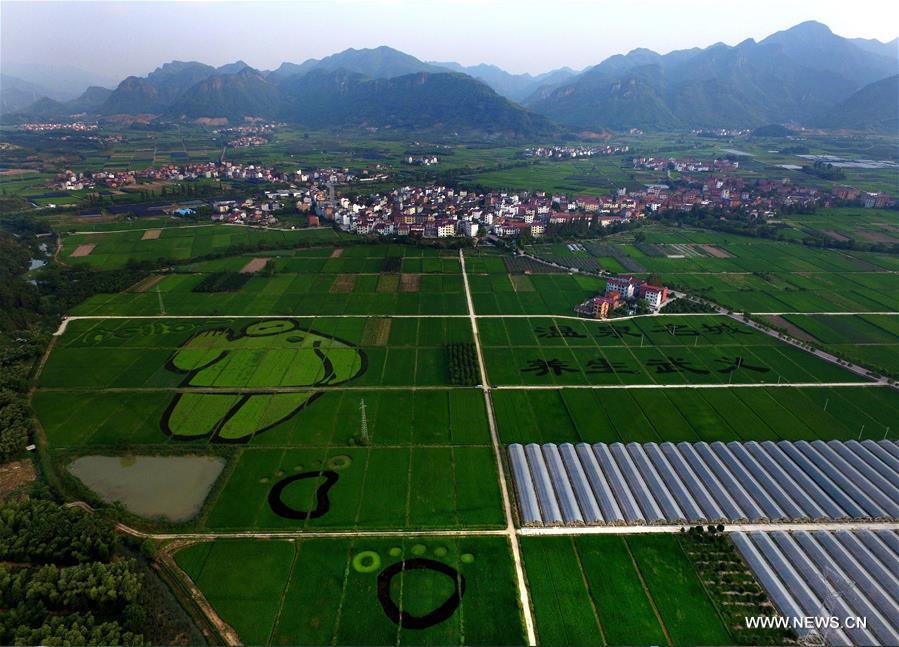 Aerial photo taken on Aug. 24, 2016 shows creative paddy fields formed with colourful paddies in Taozhai Village of Wuyi County, east China's Zhejiang Province.