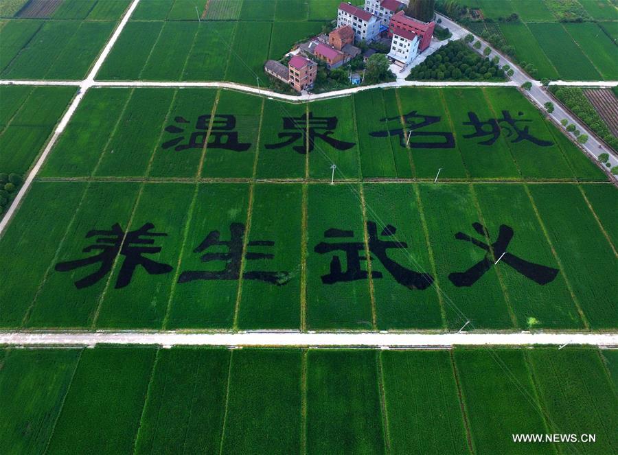 Aerial photo taken on Aug. 24, 2016 shows creative paddy fields formed with colourful paddies in Taozhai Village of Wuyi County, east China's Zhejiang Province.