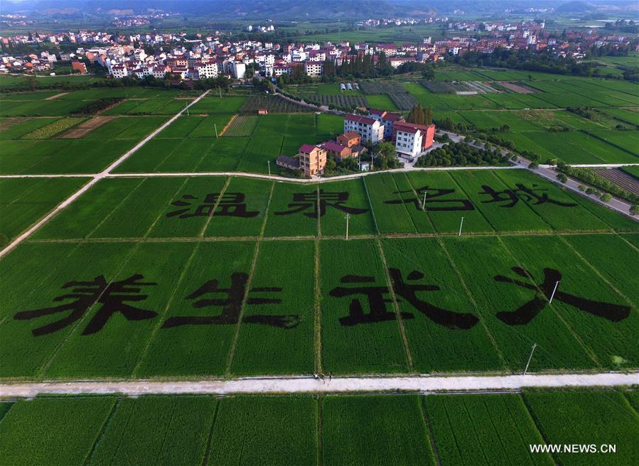 Aerial photo taken on Aug. 24, 2016 shows creative paddy fields formed with colourful paddies in Taozhai Village of Wuyi County, east China's Zhejiang Province.