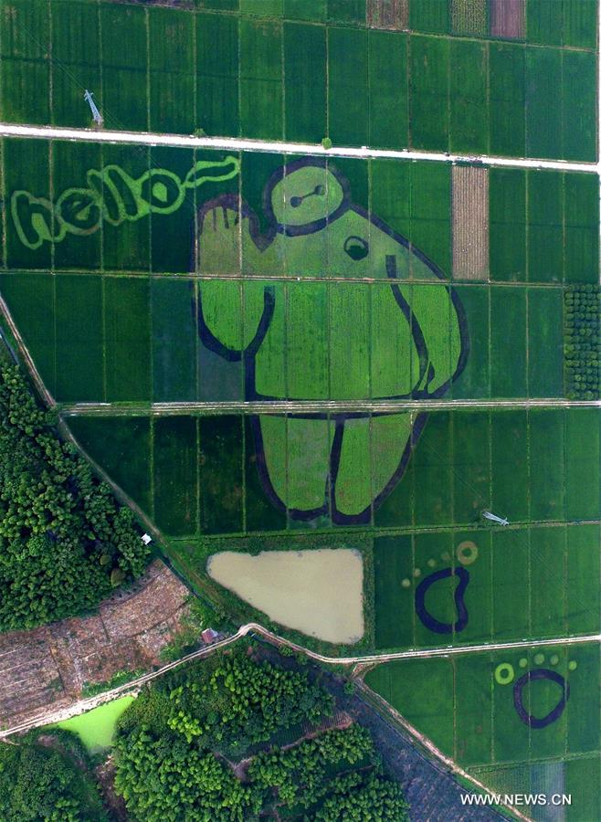 Aerial photo taken on Aug. 24, 2016 shows creative paddy fields formed with colourful paddies in Taozhai Village of Wuyi County, east China's Zhejiang Province.