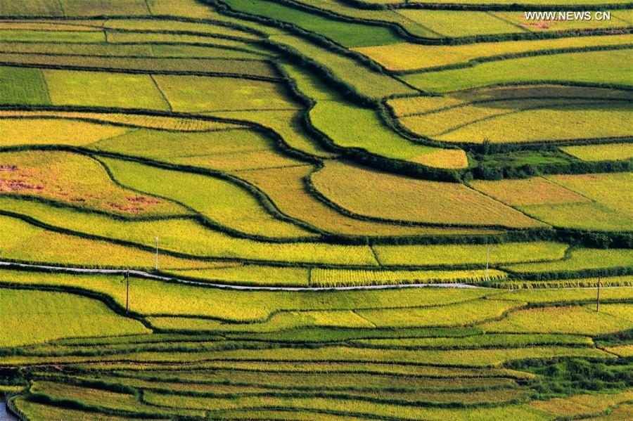 #CHINA-HUNAN-TERRACE-SCENERY (CN)